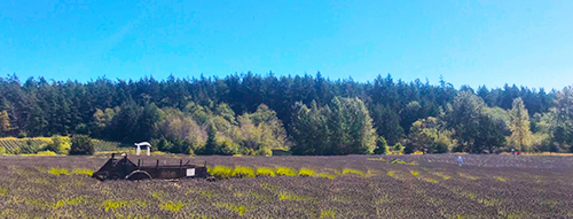 Bird Rock Hotel sources all its body care products for its guest rooms from the local lavender farm