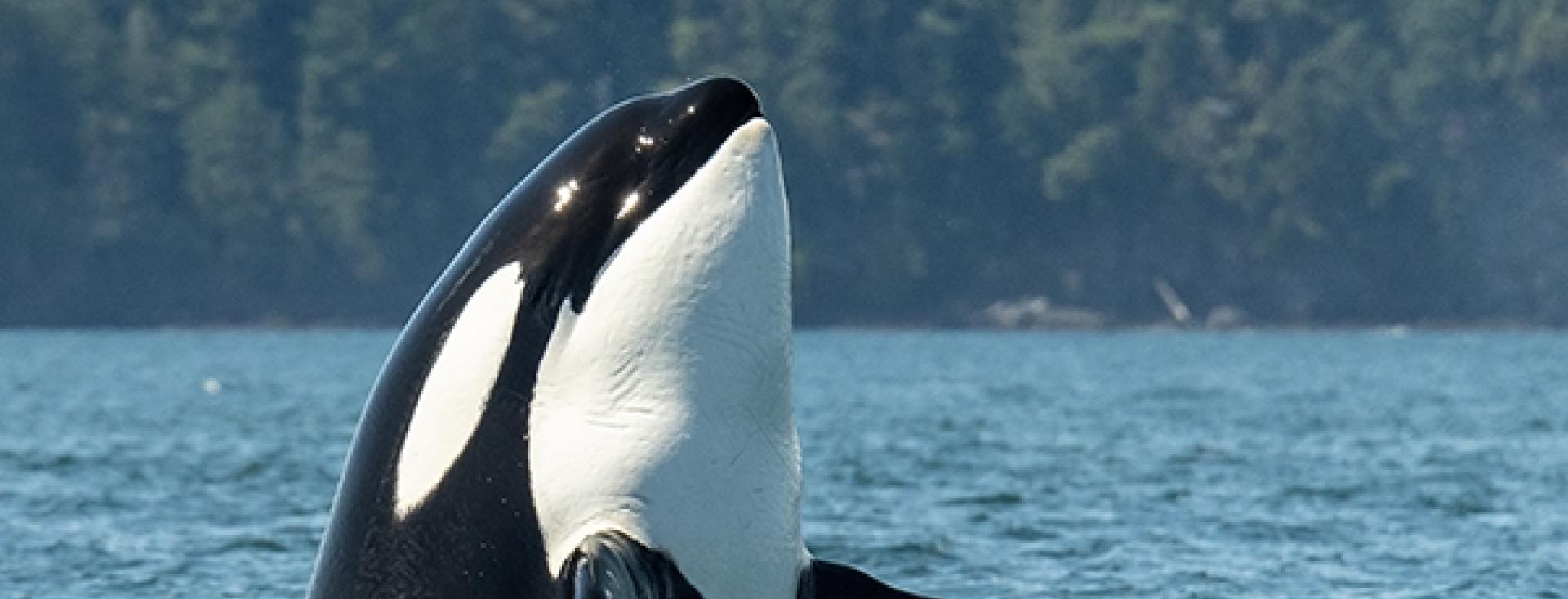 Whale-watching in Canada: Where to spot them — and when | CBC Life