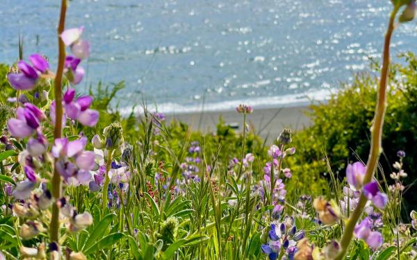 San Juan Island, Washington